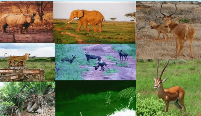 Wildlife Forensics in Criminal Investigations