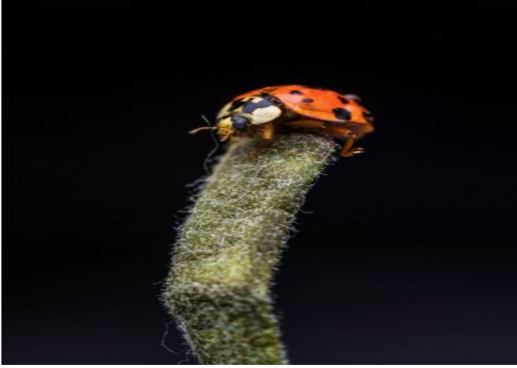 Fauna in Different Stages of Corpse Decomposition - A peep into Forensic Entomology