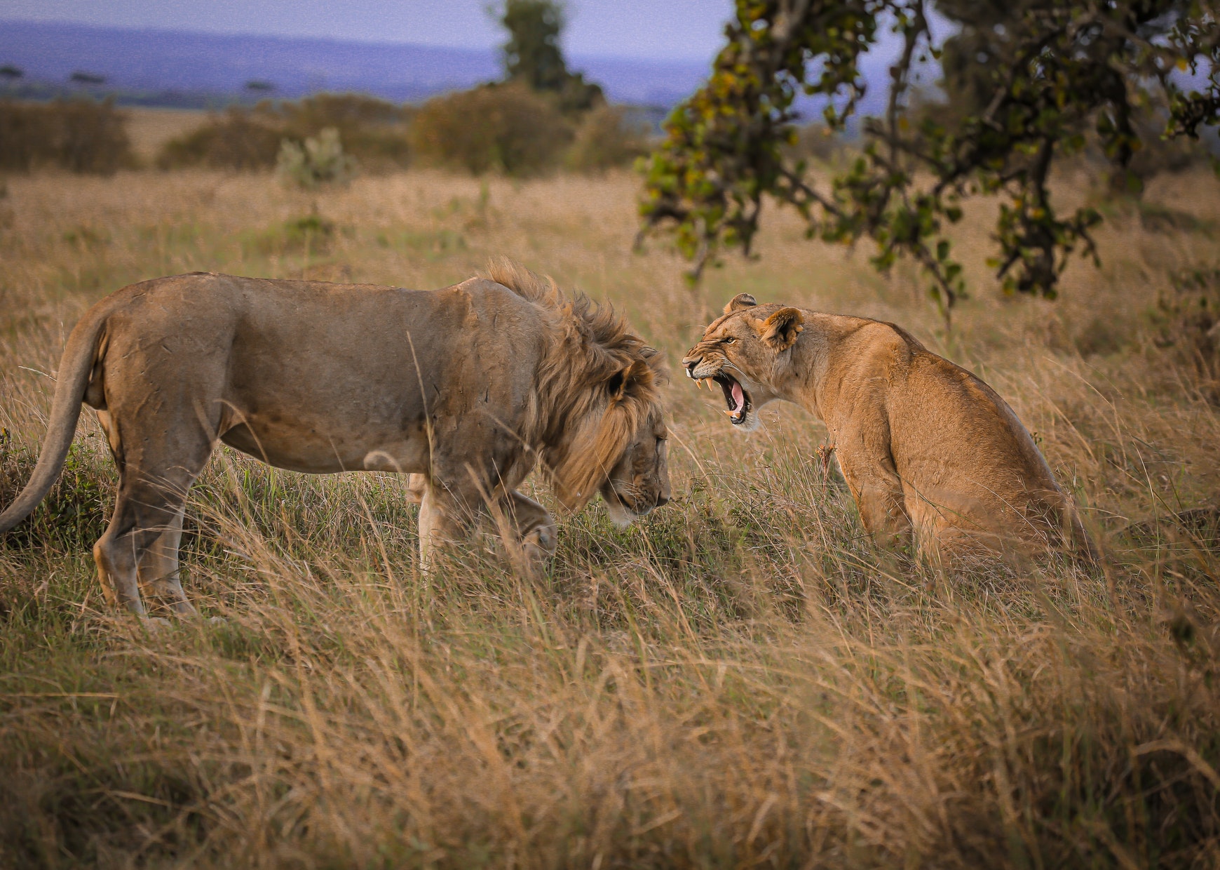 Wildlife Forensics