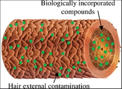 Decontamination Procedure for Hair