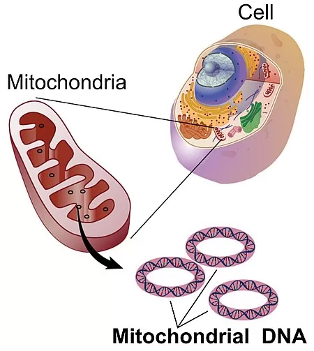 Mitochondrial dna typing in forensic science