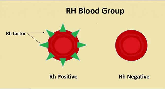Rh Blood Group System